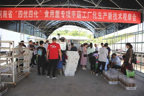 我省迈进高质量平菇工厂化新技术时代